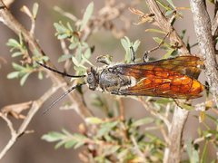 Zaspilothynnus seductor