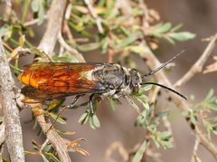 Zaspilothynnus seductor