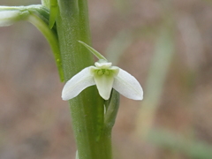 Platanthera elegans elegans