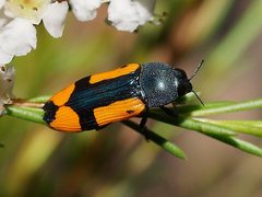 Castiarina skusei