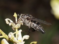 Apiocera moerens