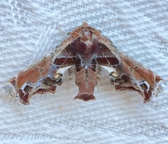 Eutelia pulcherrimus