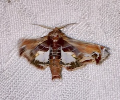 Eutelia pulcherrimus