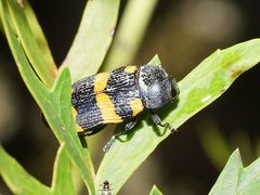 Castiarina klugii
