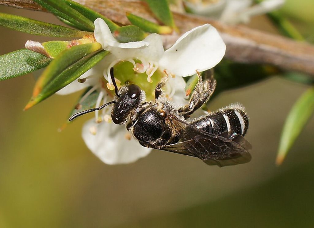 Lasioglossum repraesentans
