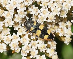 Castiarina interstitialis