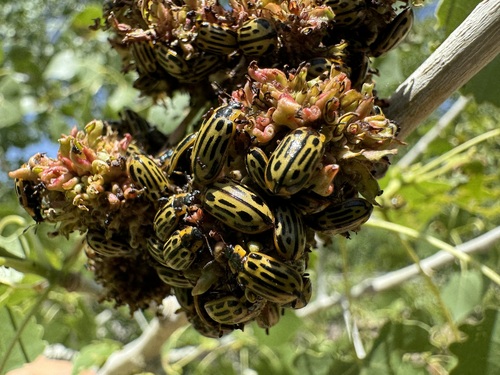 Cottonwood Leaf Beetle