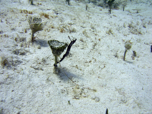 Amphelikturus dendriticus