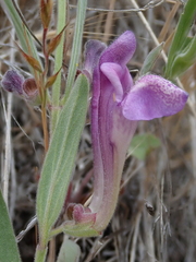 Scutellaria siphocampyloides