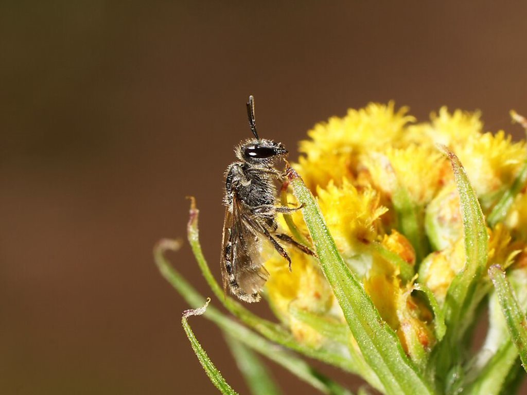 Lasioglossum orbatum