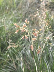 Poa angustifolia