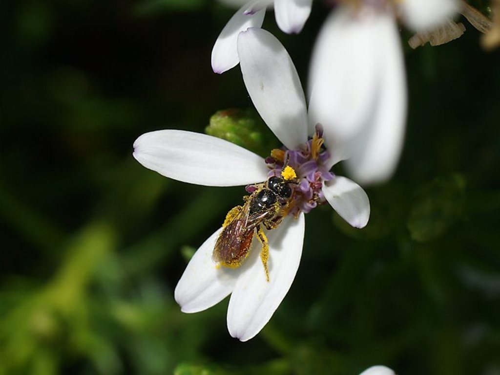 Lasioglossum olgae