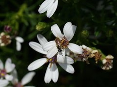 Lasioglossum olgae