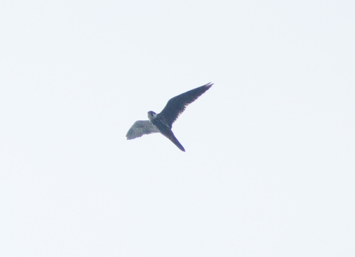 Eurasian Hobby (Falco subbuteo), photo 7