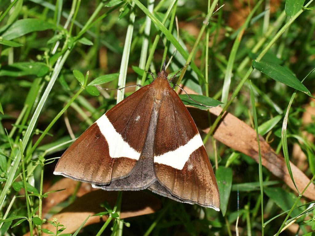 Epidesmia tricolor