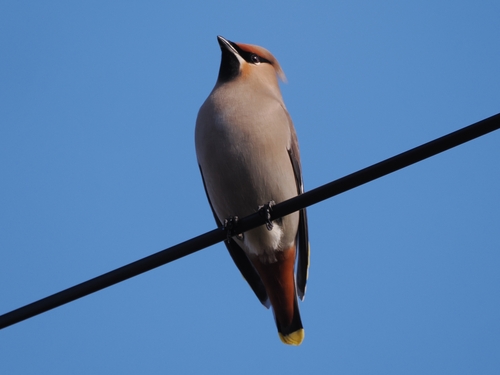 Ampelis europeo (Bombycilla garrulus)
