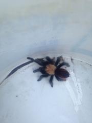 Brachypelma albiceps