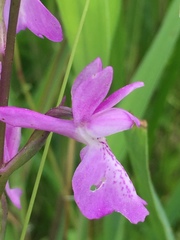 Anacamptis palustris