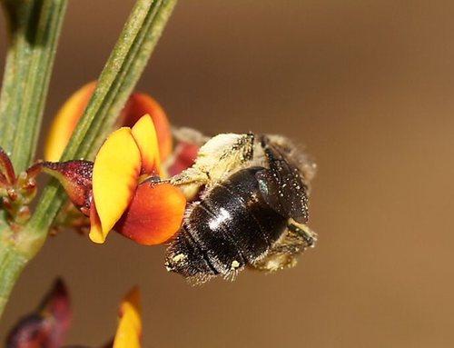 Leioproctus insularis