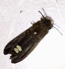 Phausis reticulata
