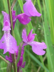 Anacamptis palustris