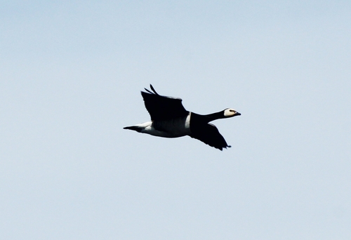Barnacla cariblanca (Branta leucopsis)