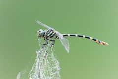 Phyllogomphoides stigmatus