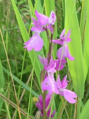 Anacamptis palustris