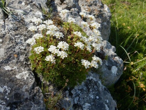 Saxifraga canaliculata, photograph 6