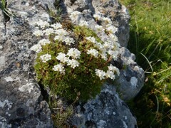 Saxifraga canaliculata, photograph author not stated, no rights reserved