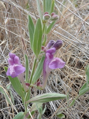 Scutellaria siphocampyloides
