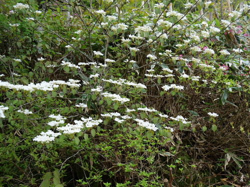 Image of Viburnum furcatum by (c) Andreas Taeger, some rights reserved (CC BY)