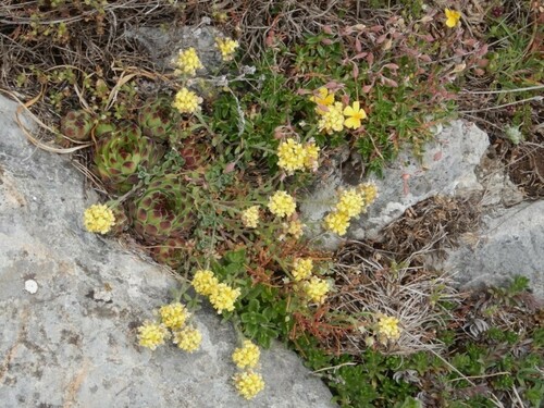 Sempervivum vicentei, photograph 5