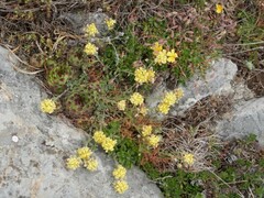 Sempervivum vicentei, photograph pete_gateley, CC0, iNaturalist via GBIF