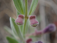 Scutellaria siphocampyloides