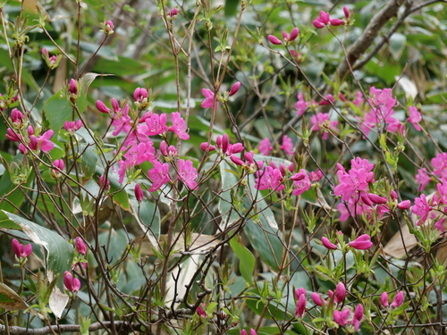Rhododendron albrechtii, photograph 3