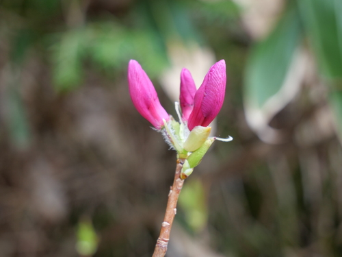 Rhododendron albrechtii, photograph 4