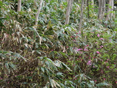 Rhododendron albrechtii, photograph Andreas Taeger, CC BY, iNaturalist via GBIF