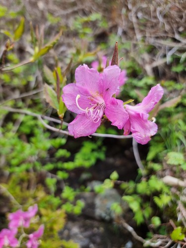 Rhododendron albrechtii