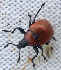 Attelabus nitens