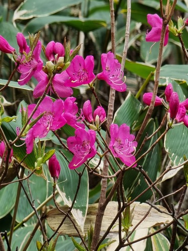 Rhododendron albrechtii, photograph 1