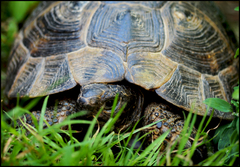 Testudo graeca ibera