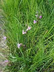 Primula jeffreyi