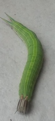 Brassolini