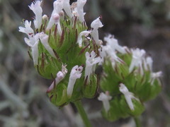 Plectritis macrocera macrocera