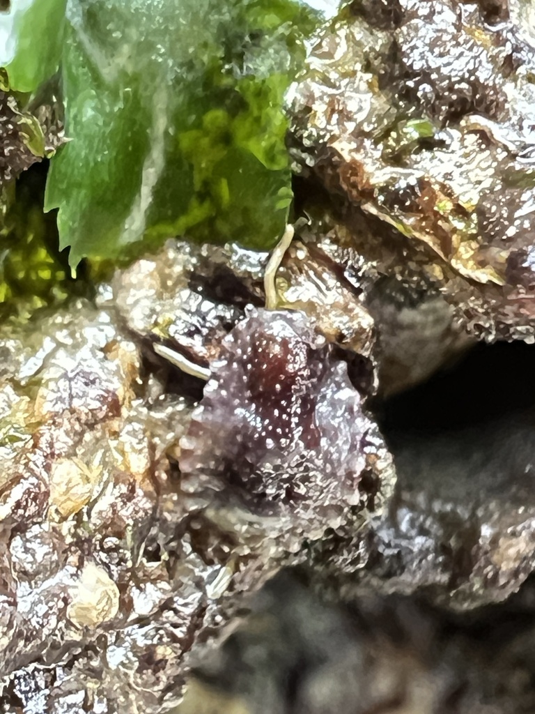 Leather Limpet from North Pacific Ocean, Anacortes, WA, US on June 25 ...