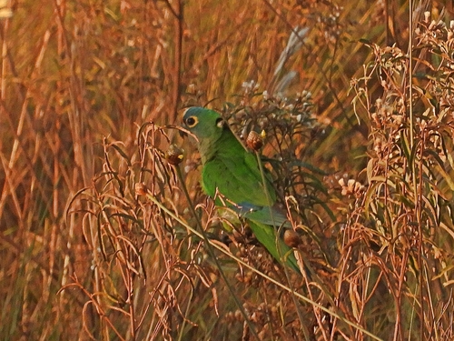 Peach-fronted Parakeet