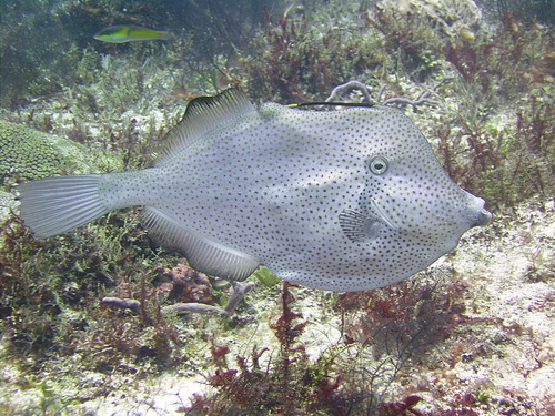 Orange filefish (Aluterus schoepfii) — Monacanthidae