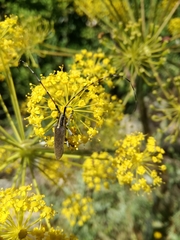 Agapanthia asphodeli