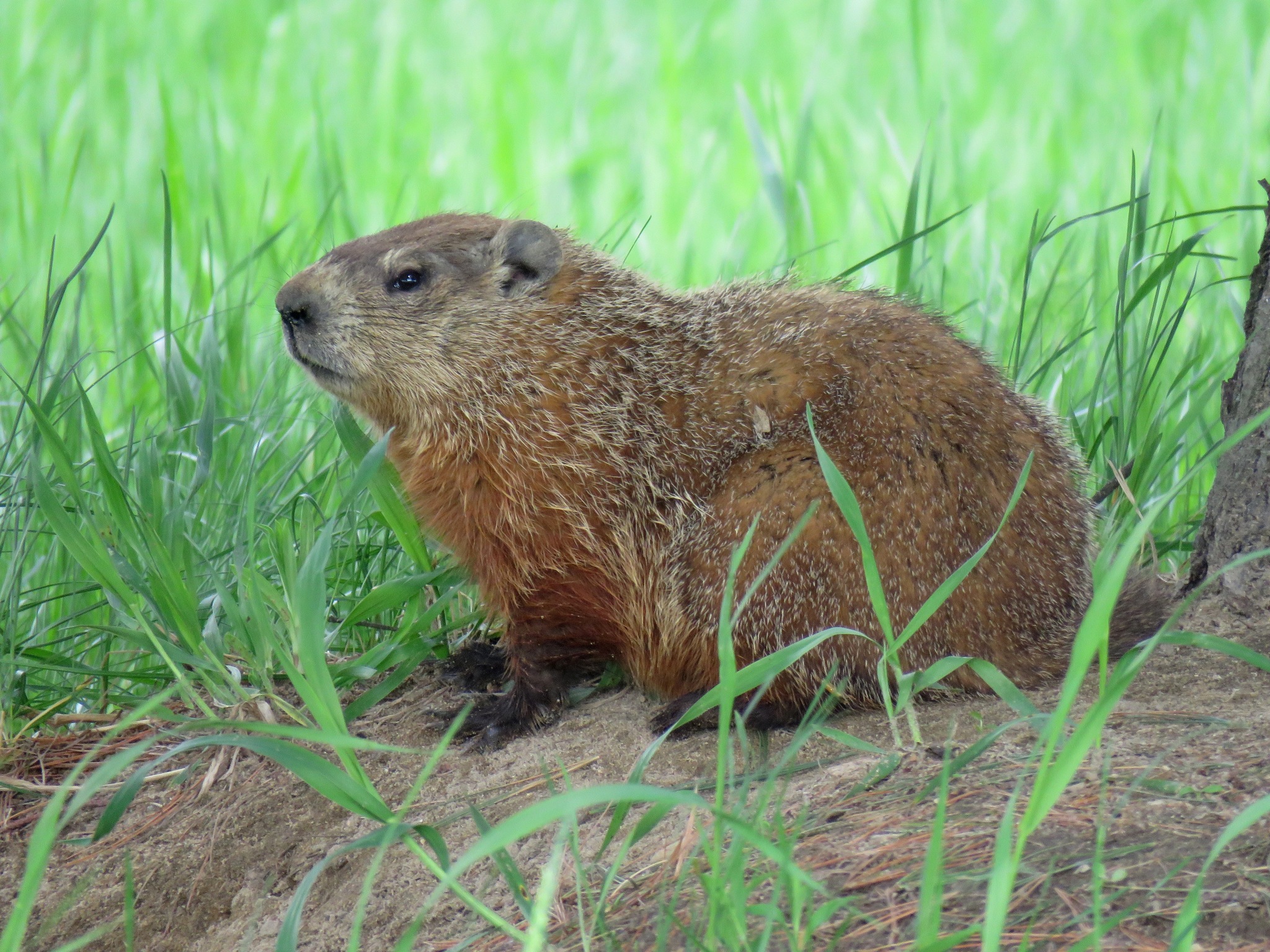 Groundhog (Marmota monax) · iNaturalist